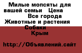 Милые мопсяты для вашей семьи › Цена ­ 20 000 - Все города Животные и растения » Собаки   . Крым